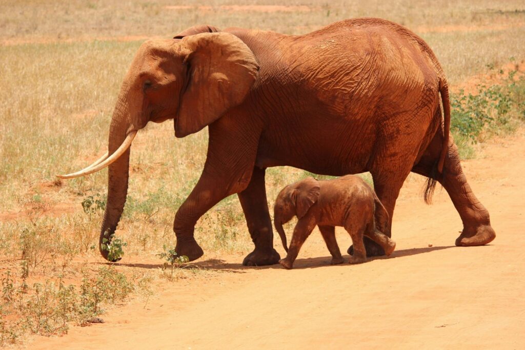 1 Elephant Beside on Baby Elephant