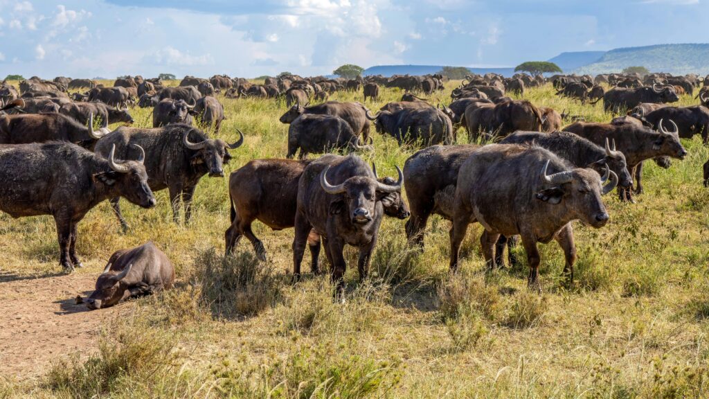 African Buffalos in the Savannah