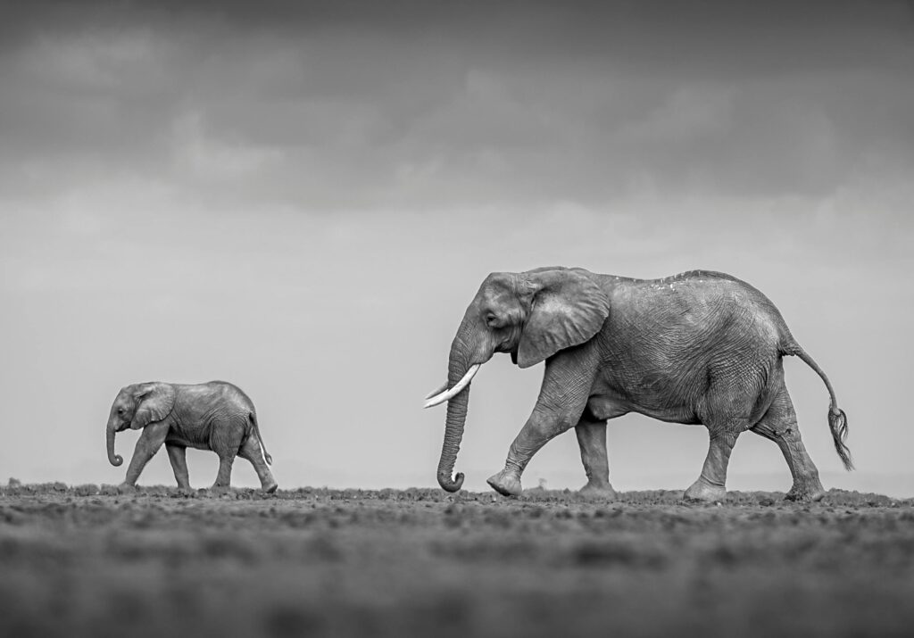 Elephant and Calf on Field